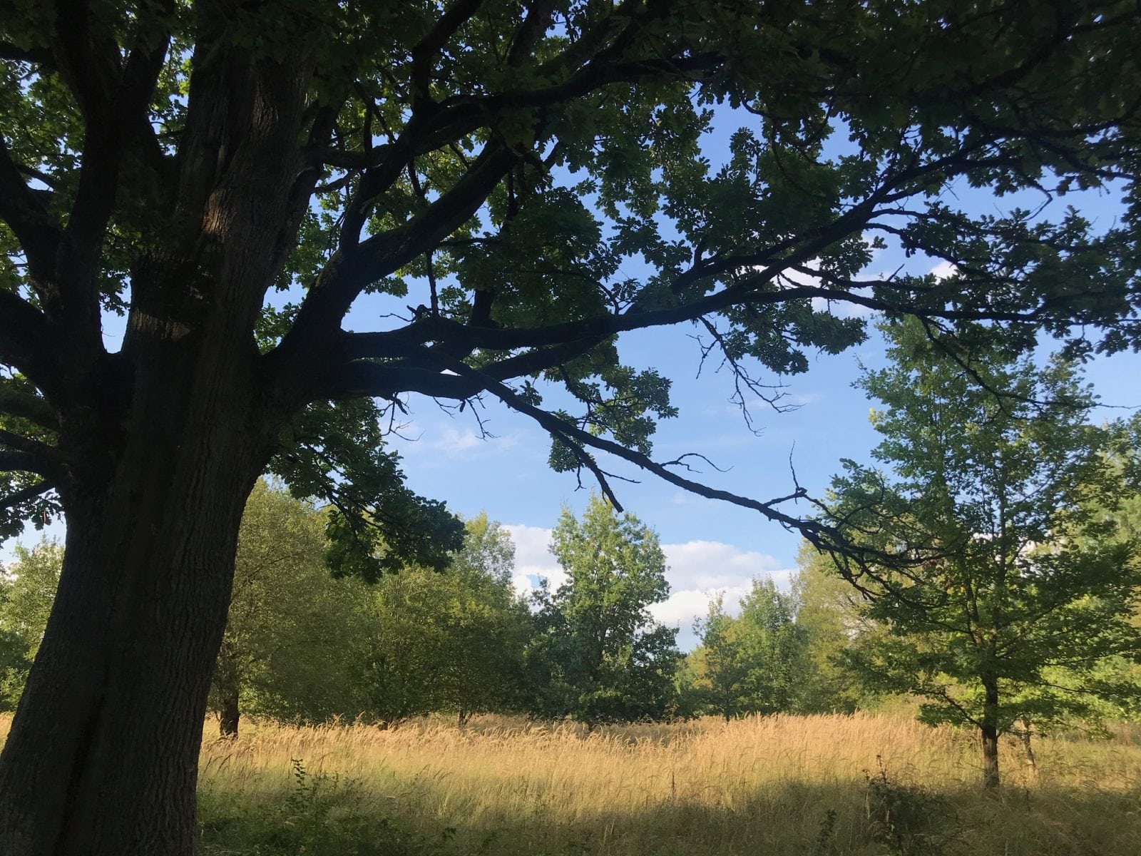 Naturpark in den westlichen Wäldern