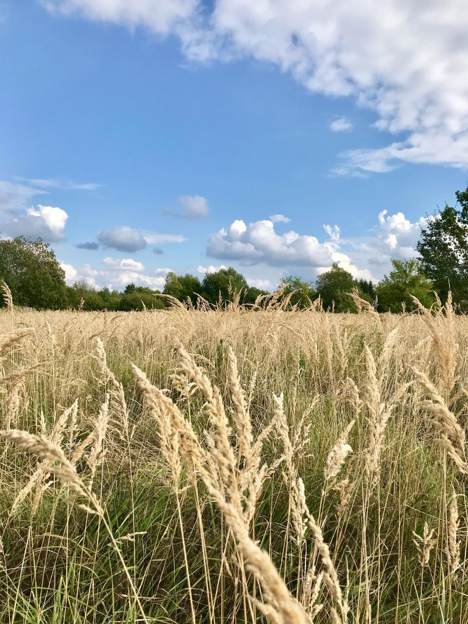 Deuringer Heide - ein wunderbares Stück Natur