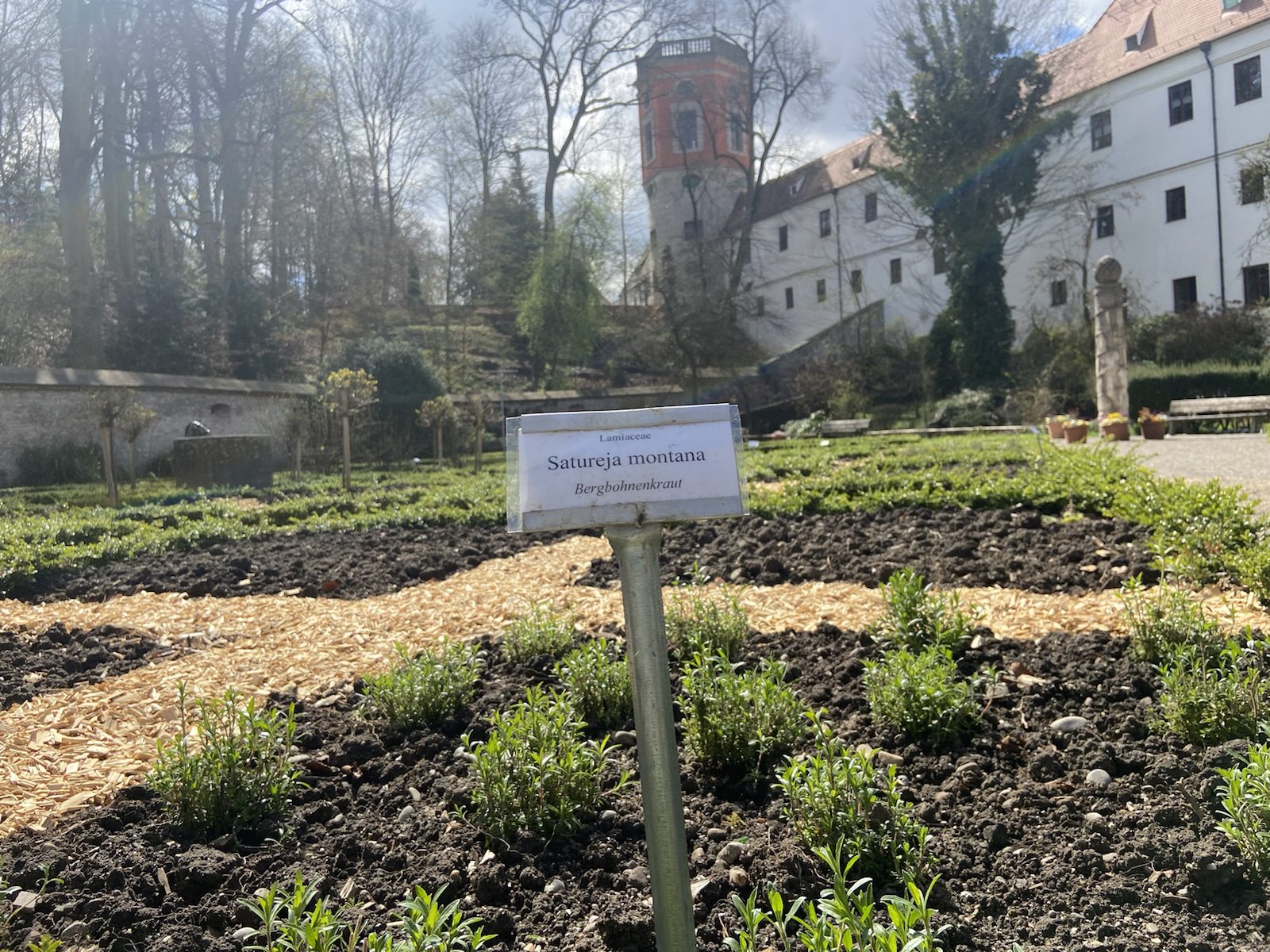 Bergbohnenkraut