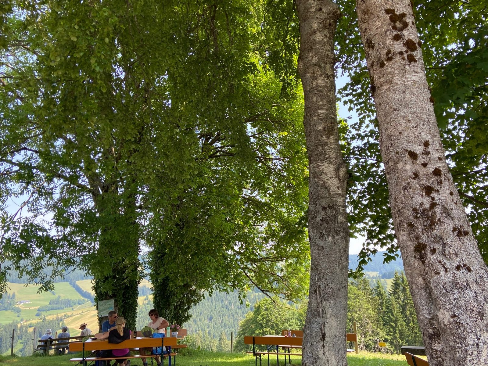 Großer alter Baumbestand