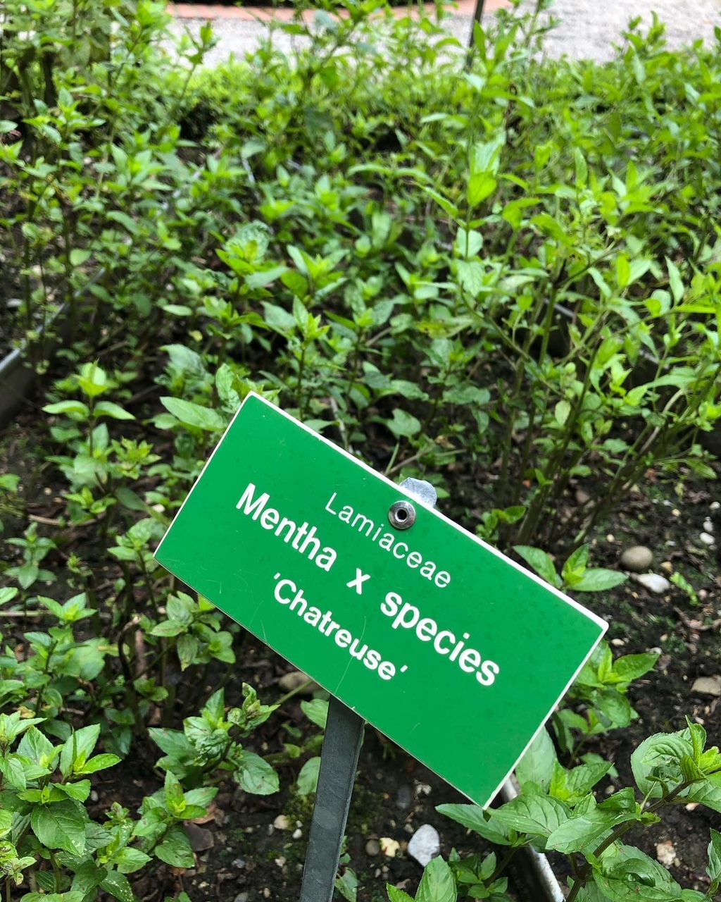 Viele Kräuter für das Wohlbefinden